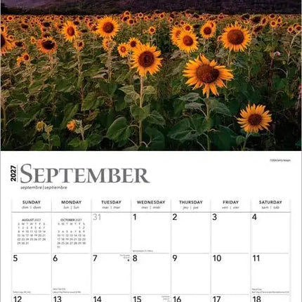 Browntrout Sunflowers Kalender 2027