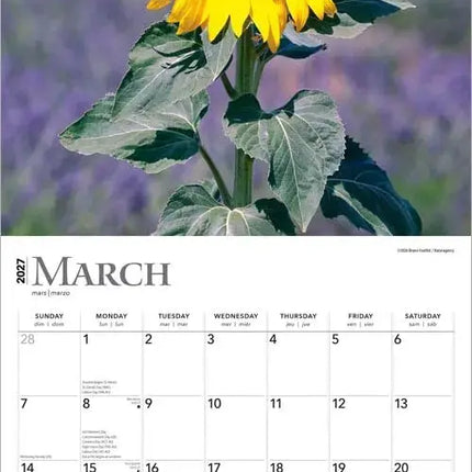 Browntrout Sunflowers Kalender 2027