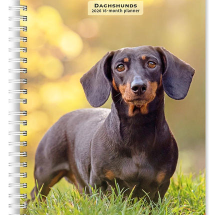 Browntrout Teckel Agenda 2027