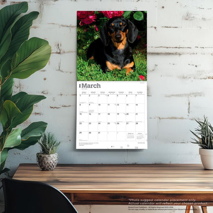 Browntrout Teckel Kalender 2026