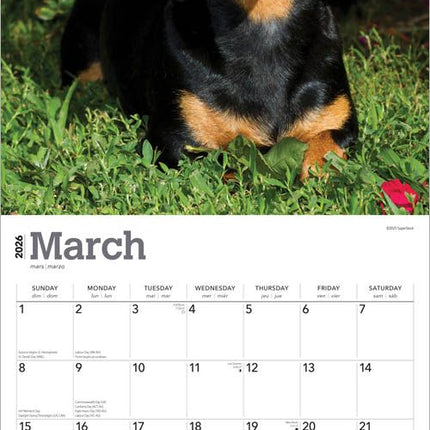Browntrout Teckel Kalender 2026