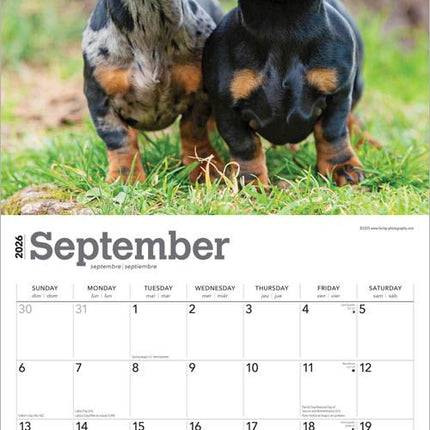 Browntrout Teckel Kalender 2027