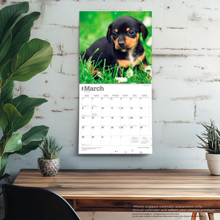 Browntrout Teckel Kalender Puppies 2026
