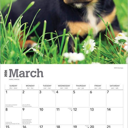 Browntrout Teckel Kalender Puppies 2026