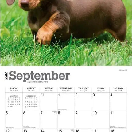 Browntrout Teckel Kalender Puppies 2027