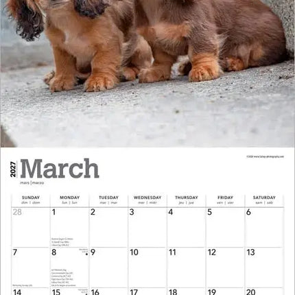Browntrout Teckel Kalender Puppies 2027