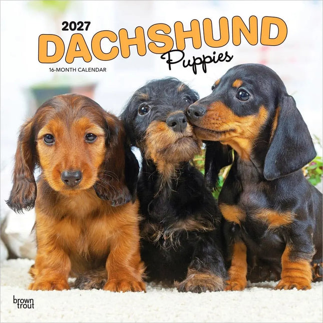 Browntrout Teckel Kalender Puppies 2027