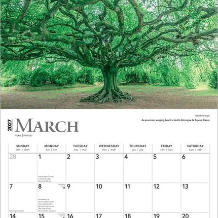 Browntrout The Majesty of Trees Kalender 2027