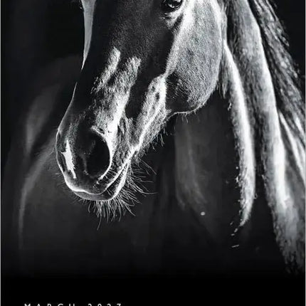 Browntrout The Noble Horse Kalender 2027