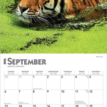 Browntrout Tijger Kalender 2026