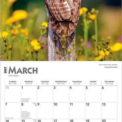 Browntrout Uilen Kalender 2027