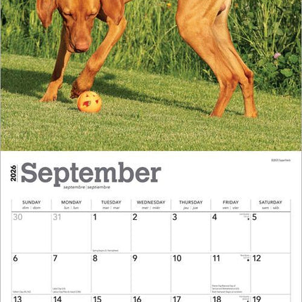 Browntrout Vizsla Kalender 2026