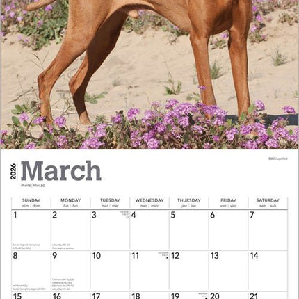 Browntrout Vizsla Kalender 2026