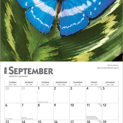 Browntrout Vlinder Kalender 2026