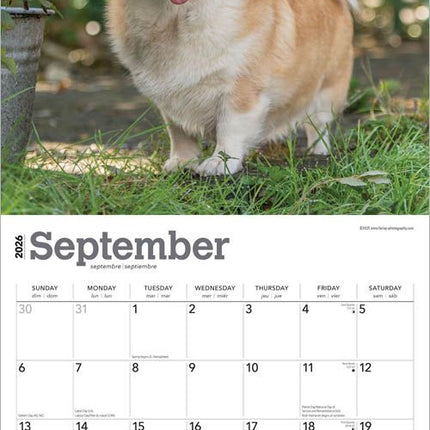 Browntrout Welsh Corgi Kalender 2026