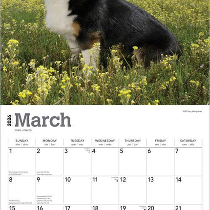 Browntrout Welsh Corgi Kalender 2026