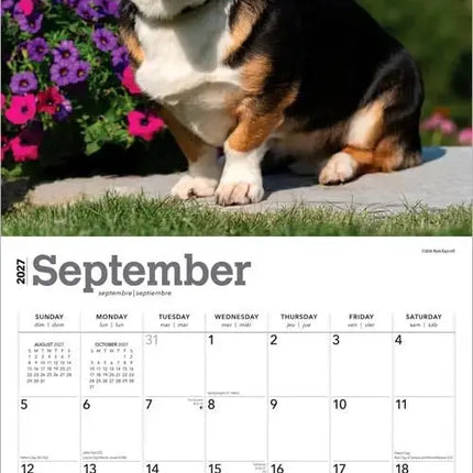 Browntrout Welsh Corgi Kalender 2027