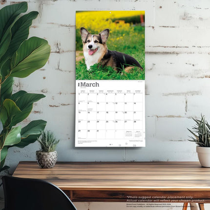 Browntrout Welsh Corgi Pembroke Kalender 2026