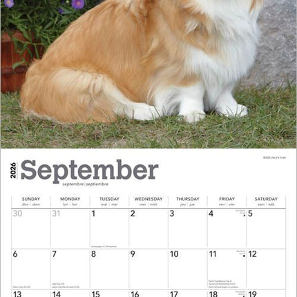 Browntrout Welsh Corgi Pembroke Kalender 2026