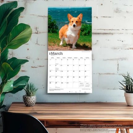 Browntrout Welsh Corgi Pembroke Kalender 2027
