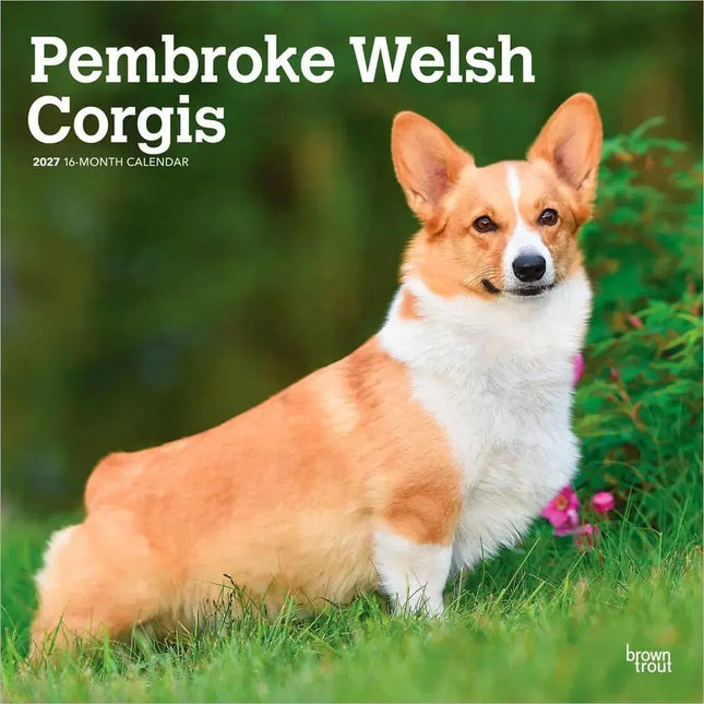 Browntrout Welsh Corgi Pembroke Kalender 2027