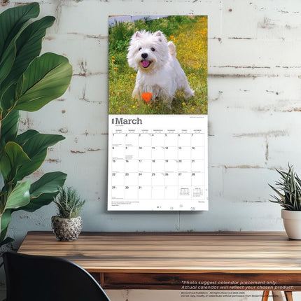 Browntrout West Highland White Terrier Kalender 2027