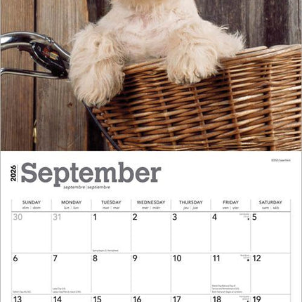 Browntrout West Highland White Terrier Kalender 2027