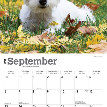 Browntrout West Highland White Terrier Puppies Kalender 2026