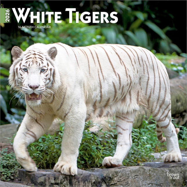 Browntrout Witte Tijger Kalender 2026