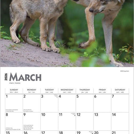 Browntrout Wolven Kalender 2027