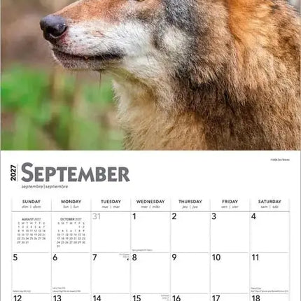Browntrout Wolven Kalender 2027