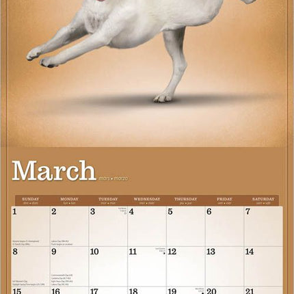 Browntrout Yoga Dogs Kalender 2026