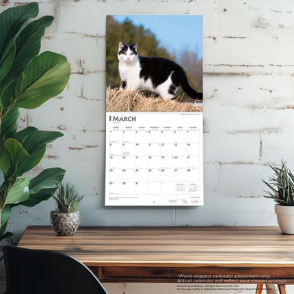 Browntrout Zwart Wit Katten Kalender 2026