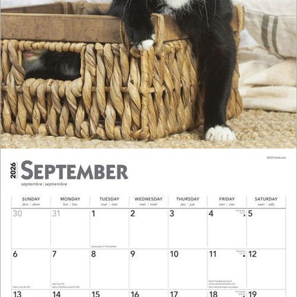 Browntrout Zwart Wit Katten Kalender 2026