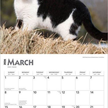 Browntrout Zwart Wit Katten Kalender 2026