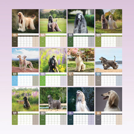 CalendarsRUs Afghaanse Windhond A3 Kalender 2026