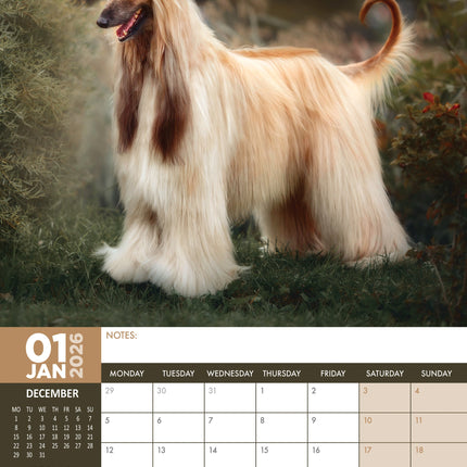 CalendarsRUs Afghaanse Windhond A3 Kalender 2026
