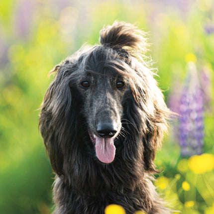 CalendarsRUs Afghaanse Windhond A3 Kalender 2026