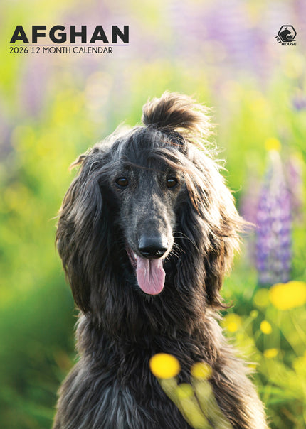 CalendarsRUs Afghaanse Windhond A3 Kalender 2026