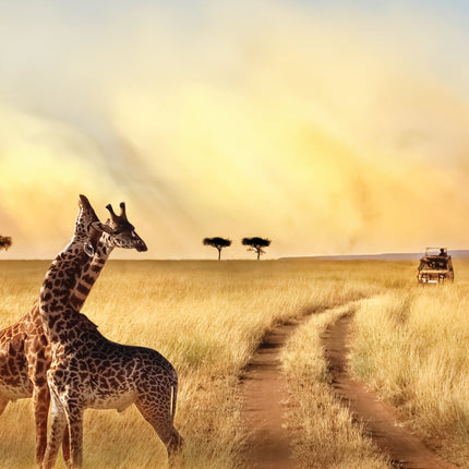 CalendarsRUs Afrika A3 Kalender 2026