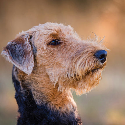 CalendarsRUs Airedale Terrier Kalender 2026