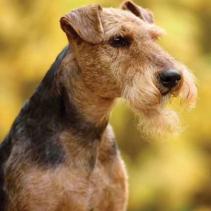 CalendarsRUs Airedale Terrier Kalender 2027 A3