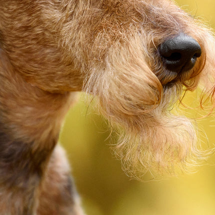 CalendarsRUs Airedale Terrier Slimline Kalender 2026