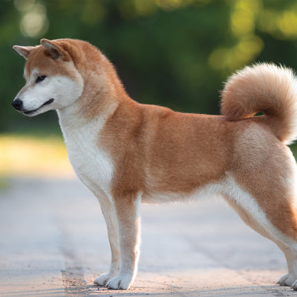 CalendarsRUs Akita Kalender 2026