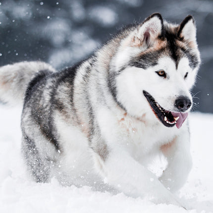 CalendarsRUs Alaskan Malamute A3 Kalender 2025