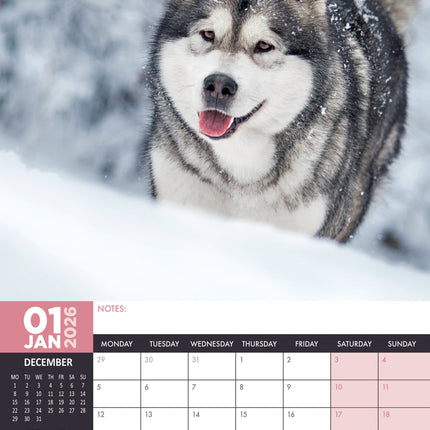 CalendarsRUs Alaskan Malamute A3 Kalender 2026