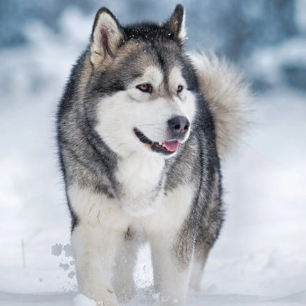 CalendarsRUs Alaskan Malamute A3 Kalender 2027
