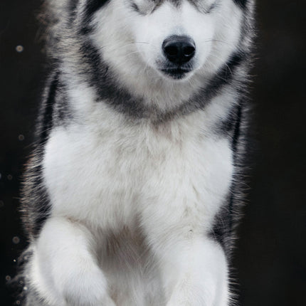 CalendarsRUs Alaskan Malamute Slimline Kalender 2026