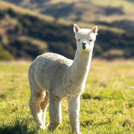 CalendarsRUs Alpaca A3 Kalender 2026
