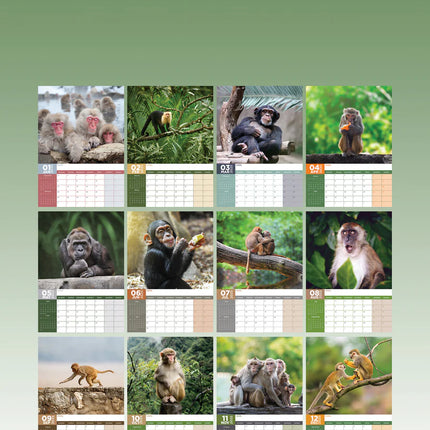 CalendarsRUs Apen A3 Kalender 2025